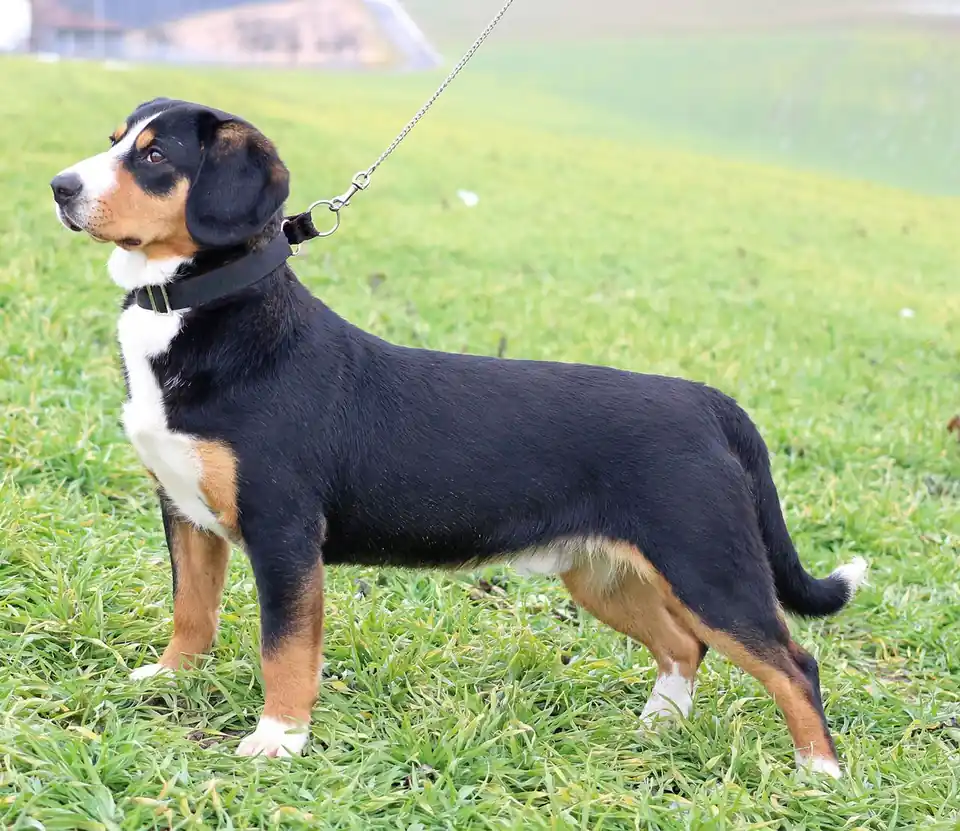 Adult Entlebucher Mountain Dog standing on a paved path.