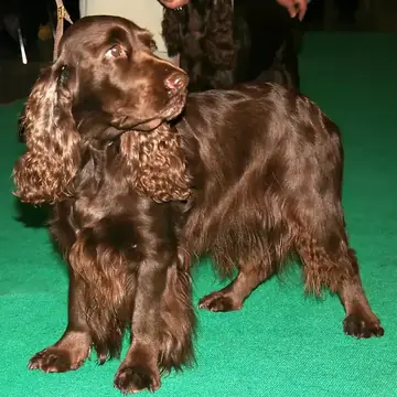 Adult Field Spaniel standing in profile on a light floor.