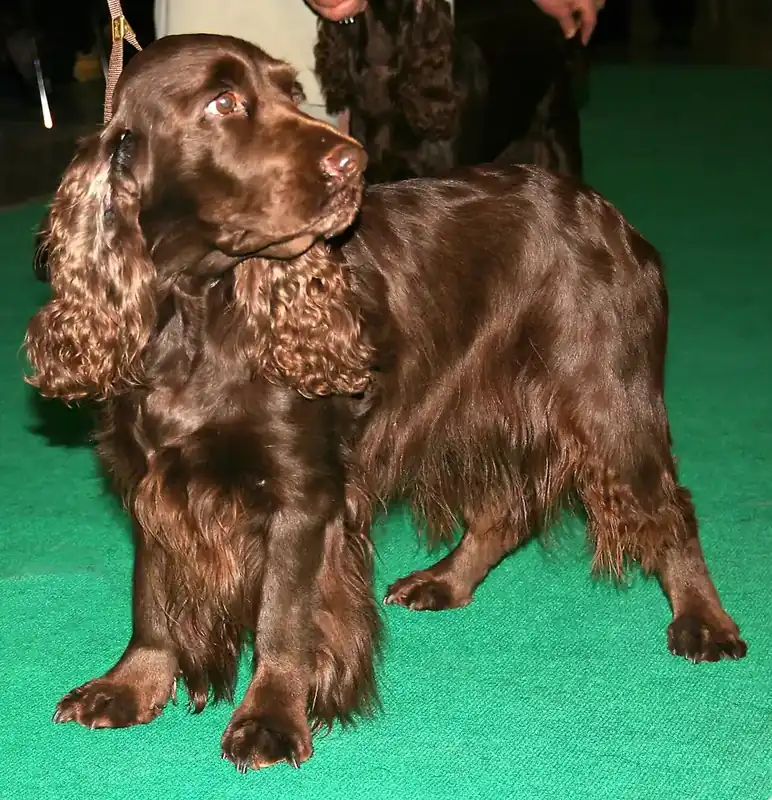 Adult Field Spaniel standing in profile on a light floor.