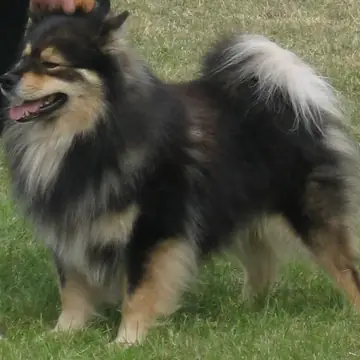 Adult Finnish Lapphund standing in grass.
