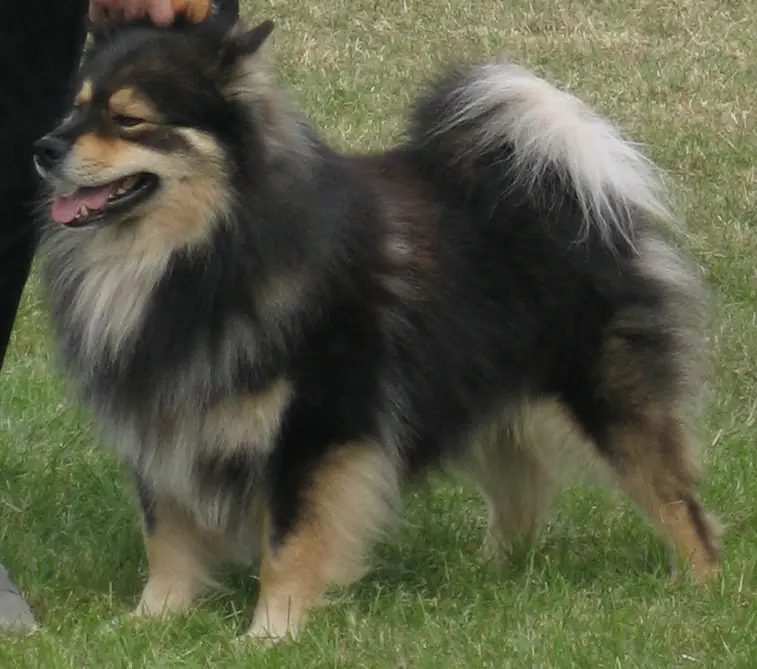 Adult Finnish Lapphund standing in grass.