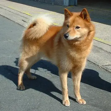 Adult Finnish Spitz standing on grass.