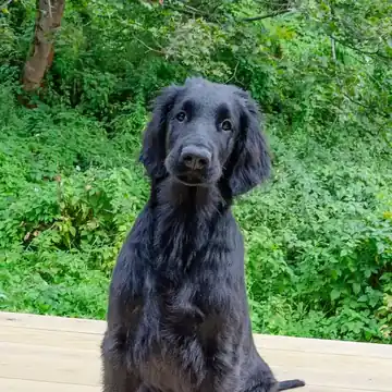 Adult Flat-Coated Retriever standing in grass.