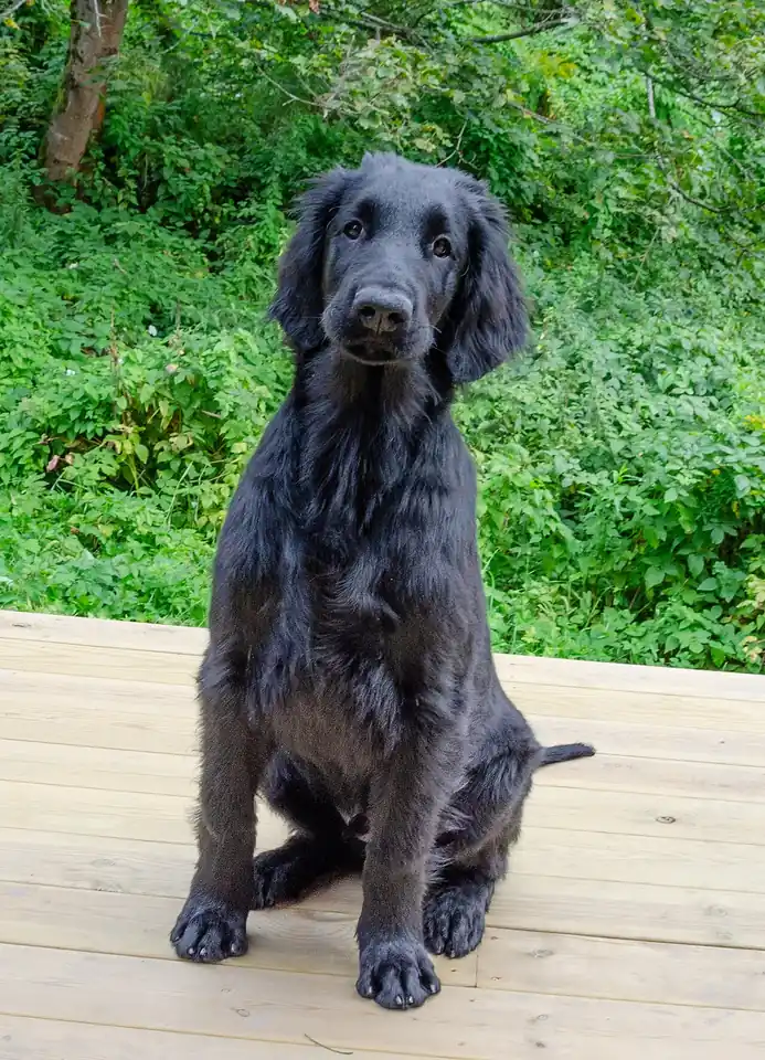 Adult Flat-Coated Retriever standing in grass.