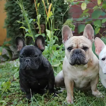 Adult French Bulldog standing on grass.