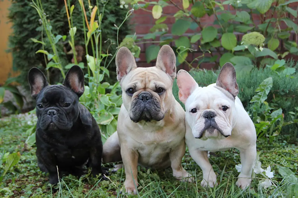 Adult French Bulldog standing on grass.
