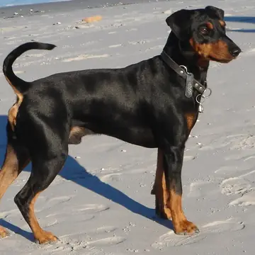 Adult German Pinscher standing in profile on a light floor.