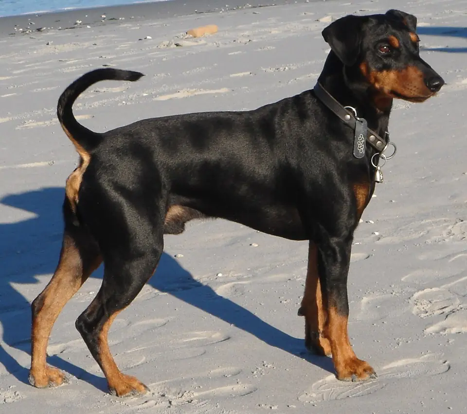 Adult German Pinscher standing in profile on a light floor.