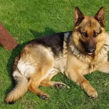 Adult German Shepherd Dog standing on grass.