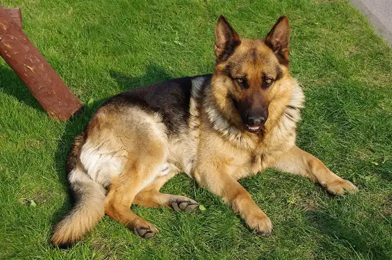Adult German Shepherd Dog standing on grass.