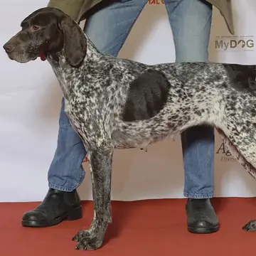 Adult German Shorthaired Pointer standing on grass.