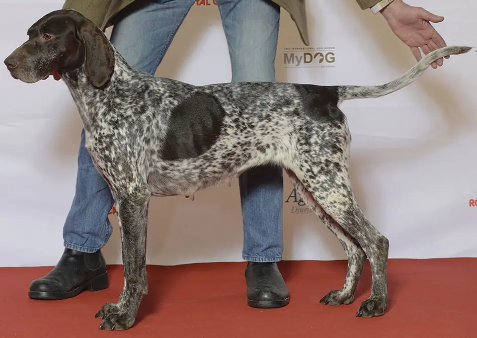Adult German Shorthaired Pointer standing on grass.