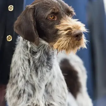 Adult German Wirehaired Pointer in a close-up outdoors.