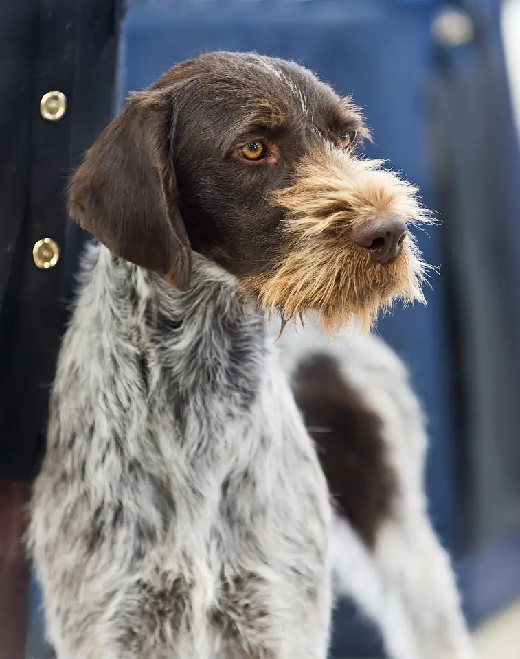 Adult German Wirehaired Pointer in a close-up outdoors.