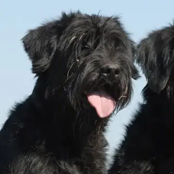 Adult Giant Schnauzer standing in grass.