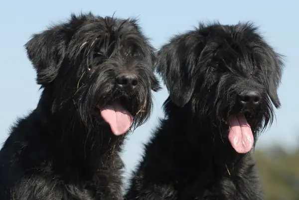 Adult Giant Schnauzer standing in grass.