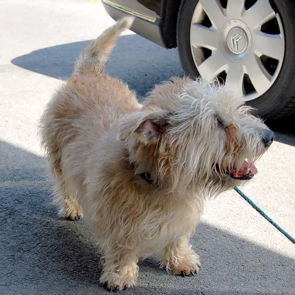 Adult Glen of Imaal Terrier standing on a wood floor.