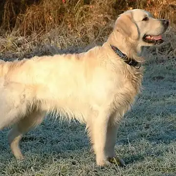 Adult Golden Retriever standing on frosty grass.