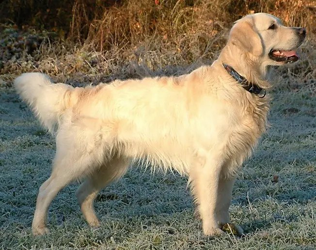 Adult Golden Retriever standing on frosty grass.