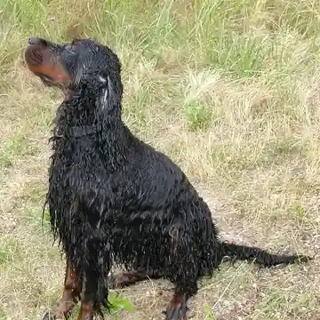 Adult Gordon Setter standing in grass.