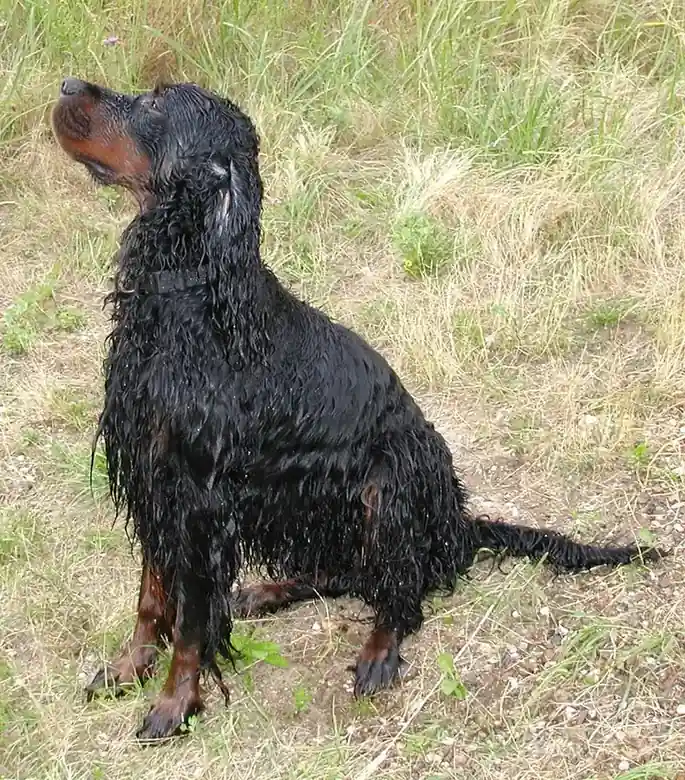 Adult Gordon Setter standing in grass.