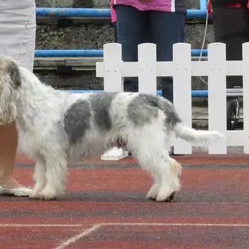 Adult Grand Basset Griffon Vendéen standing in profile on a light floor.