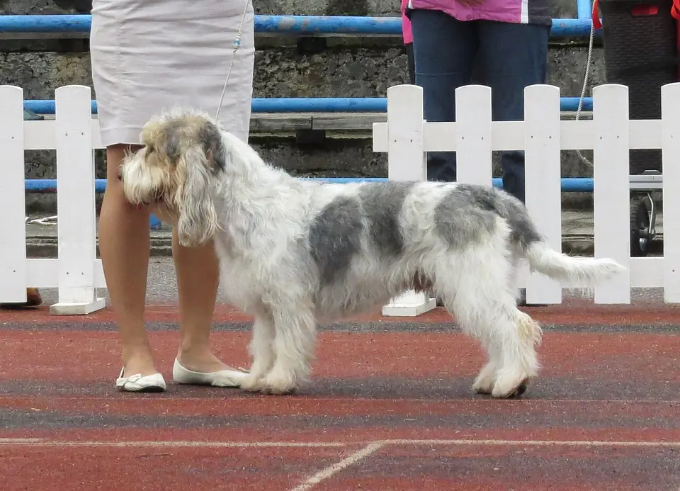 Adult Grand Basset Griffon Vendéen standing in profile on a light floor.