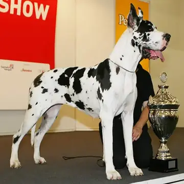 Adult Great Dane standing in profile on a light floor.