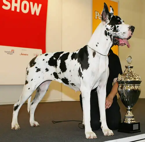 Adult Great Dane standing in profile on a light floor.
