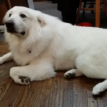 Adult Great Pyrenees lying on grass.