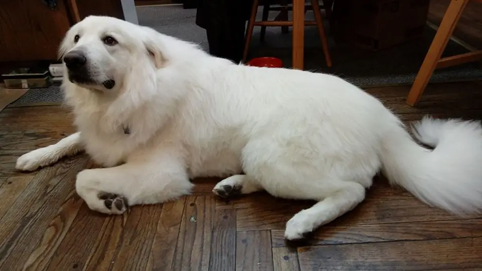 Adult Great Pyrenees lying on grass.