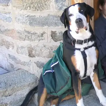 Adult Greater Swiss Mountain Dog standing on grass.