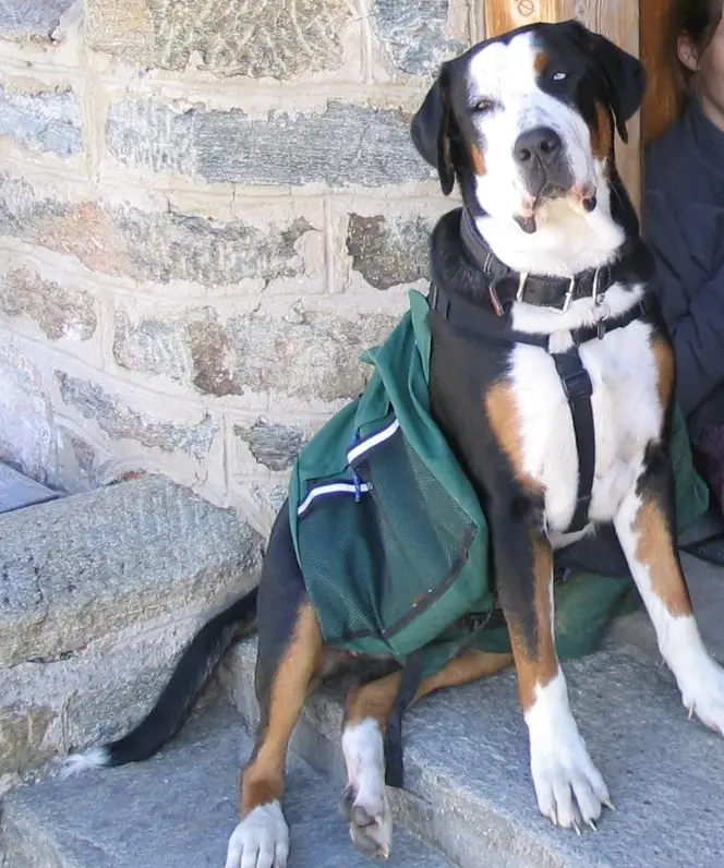 Adult Greater Swiss Mountain Dog standing on grass.