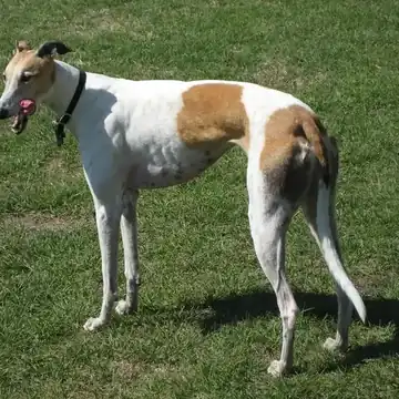 Adult Greyhound standing in profile on a light floor.