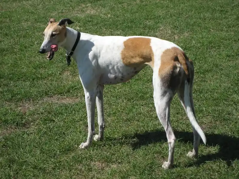 Adult Greyhound standing in profile on a light floor.
