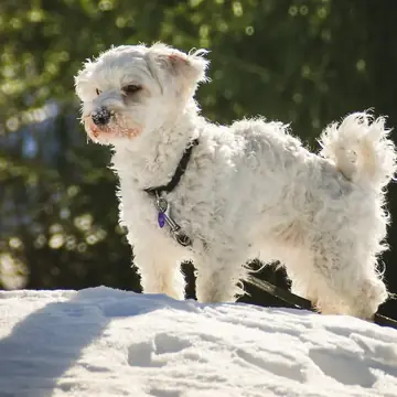 Adult Havanese standing on a wood floor.