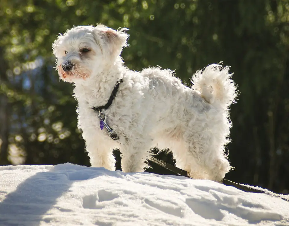 Adult Havanese standing on a wood floor.