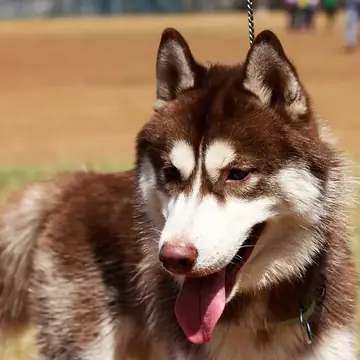 Two adult Siberian Husky dogs sitting in snow.
