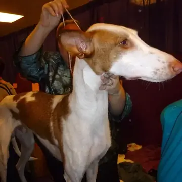 Adult Ibizan Hound standing in profile on a light floor.