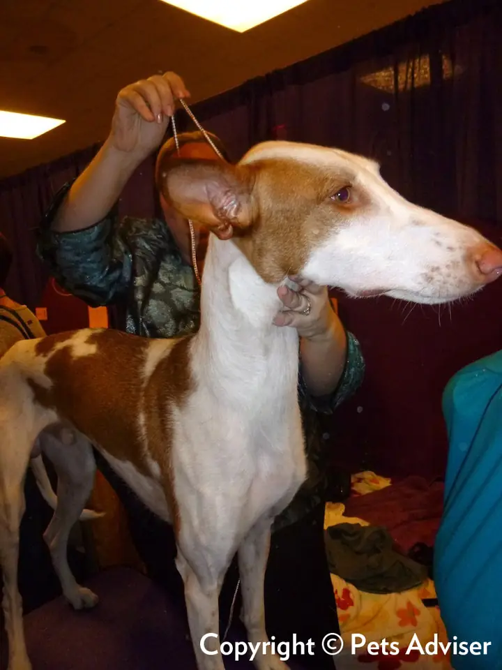 Adult Ibizan Hound standing in profile on a light floor.