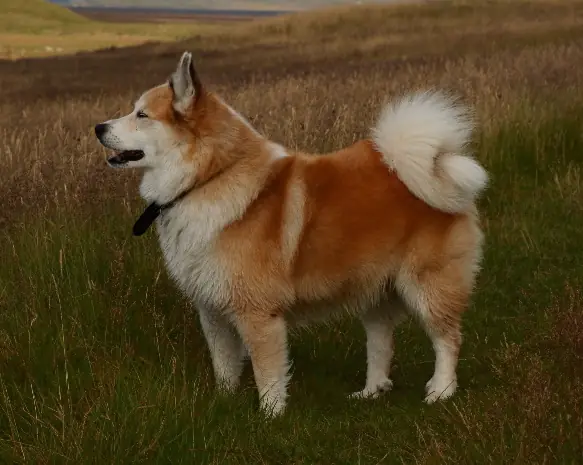 Adult Icelandic Sheepdog standing on grass.