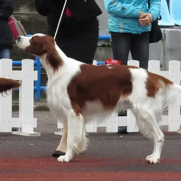 Adult Irish Red and White Setter standing in grass.