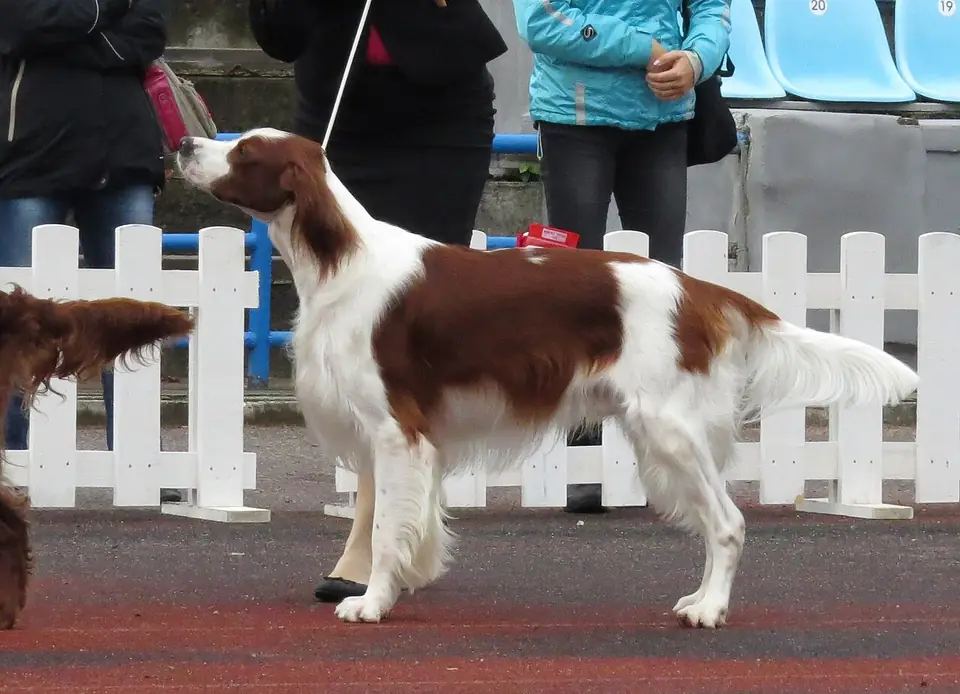 Adult Irish Red and White Setter standing in grass.