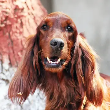 Adult Irish Setter in a close-up outdoors.