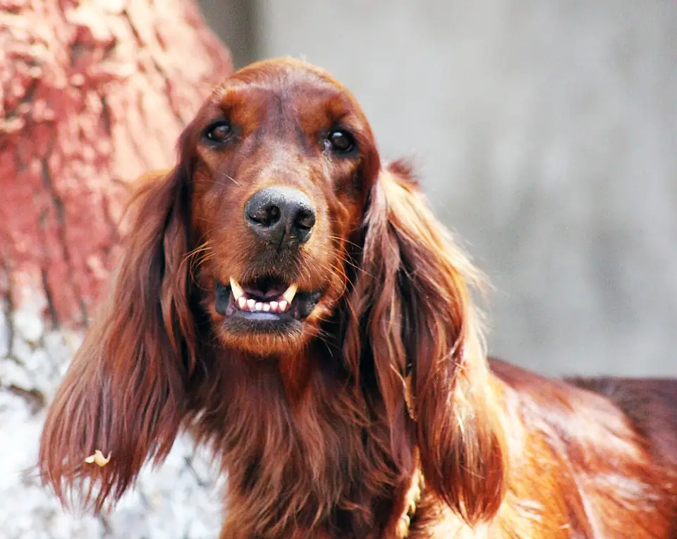 Adult Irish Setter in a close-up outdoors.
