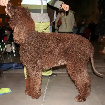 Adult Irish Water Spaniel standing in grass.
