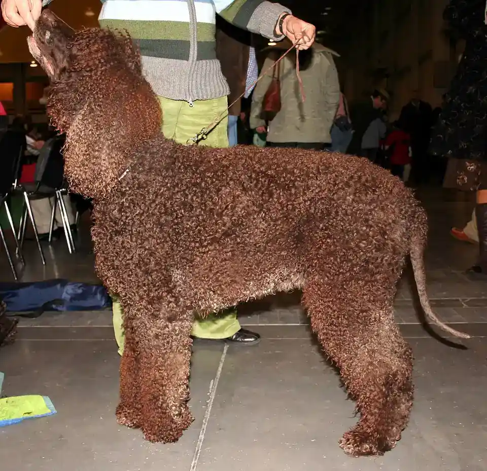 Adult Irish Water Spaniel standing in grass.