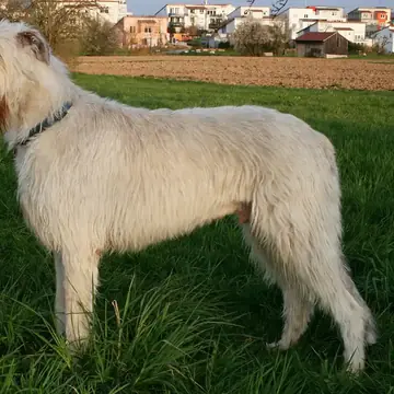Adult Irish Wolfhound standing in profile on a light floor.