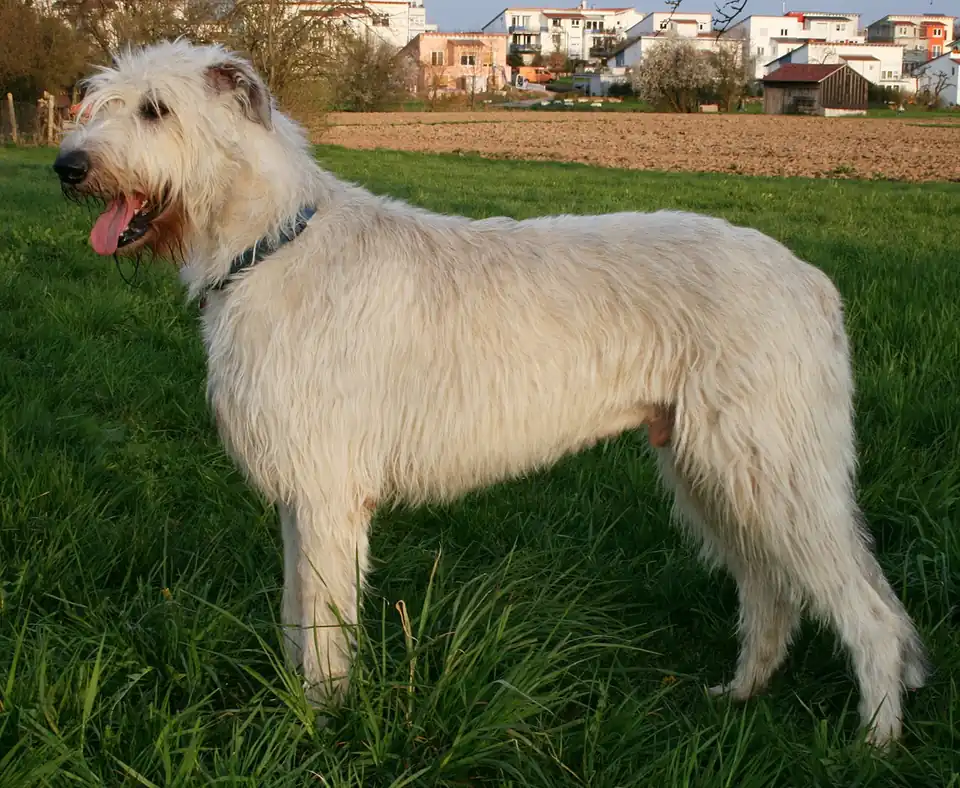 Adult Irish Wolfhound standing in profile on a light floor.