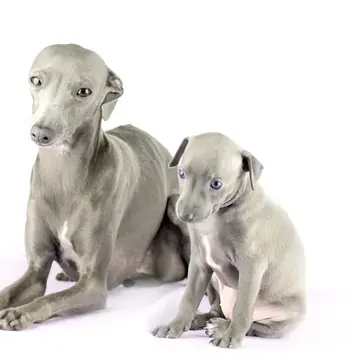 Adult Italian Greyhound standing in profile on a light floor.